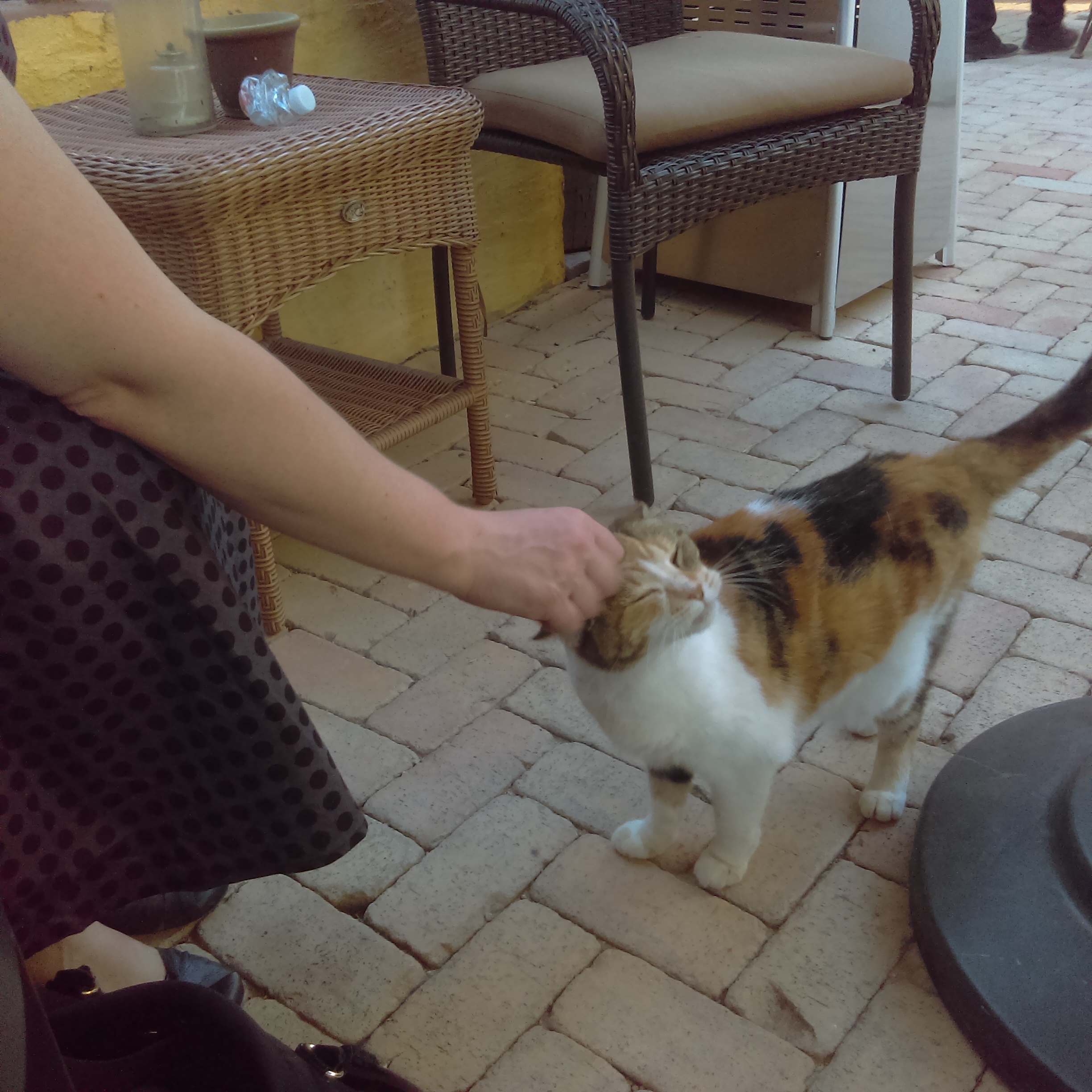 a cat receiving pets from a human
