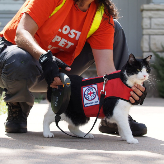 a cat wearing a rescue team vest